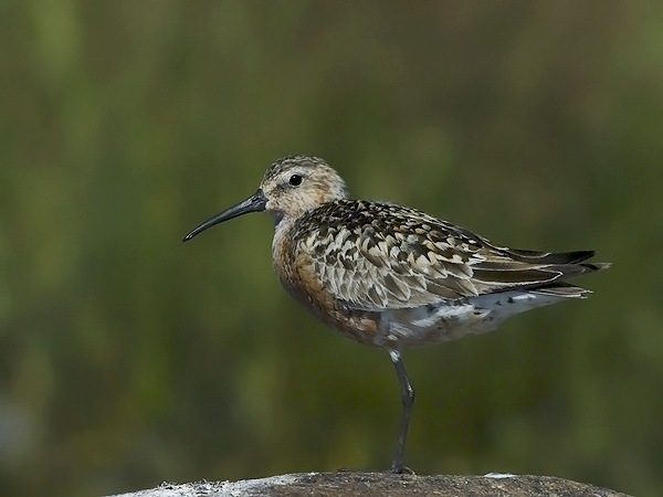 Kuovisirri, Curlew Sandpiper, Calidris ferruginea